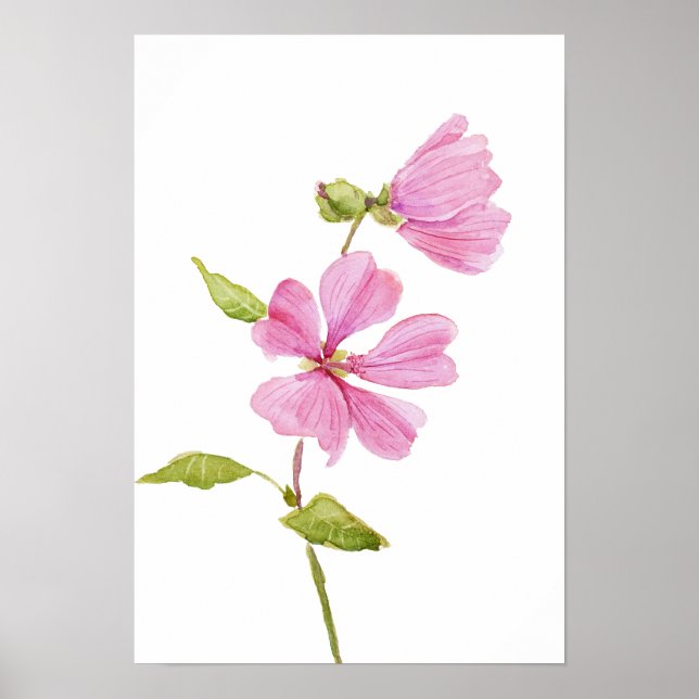 Affiche pink hibiscus moscheutos, swamp rose mallow (Devant)