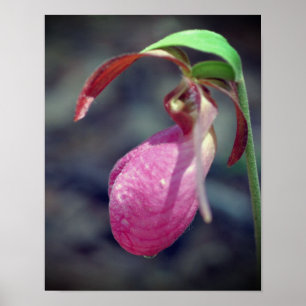 Affiche Pink Lady Slipper Orchid Raindrop