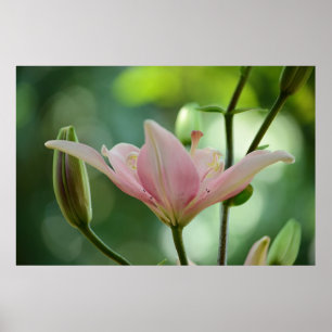 Affiche Pink Lily par Shirley Taylor
