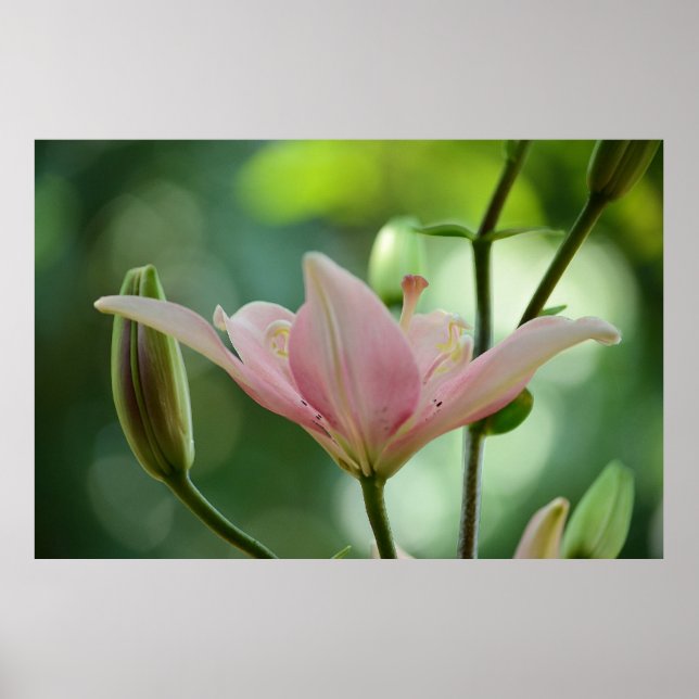 Affiche Pink Lily par Shirley Taylor (Devant)