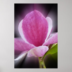 Affiche pink magnolia flower