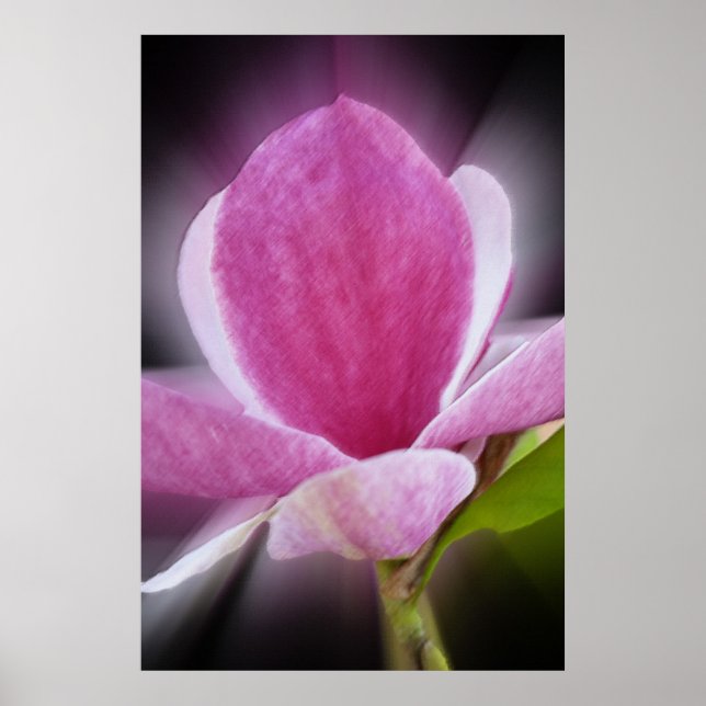 Affiche pink magnolia flower (Devant)