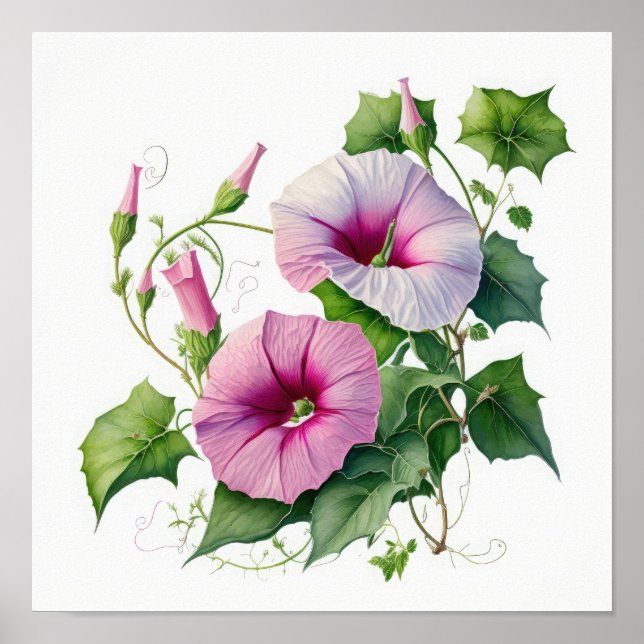Affiche Pink Morning Glory Flowers Art Imprimer l'affiche (Devant)