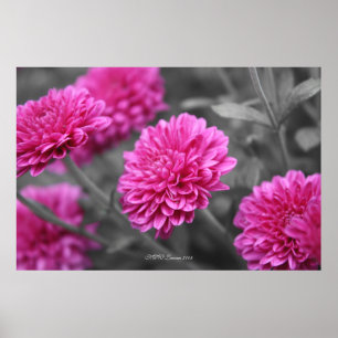 Affiche Pink Mums