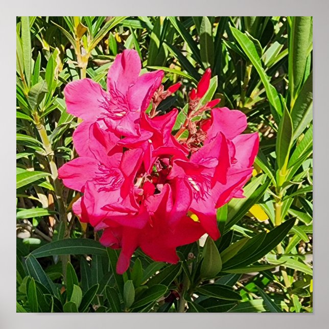 Affiche Pink Oleander (Devant)