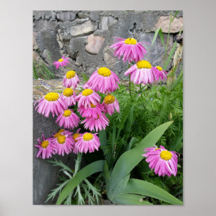 Affiche Pink Peint marguerite Fleurs Nature photographie