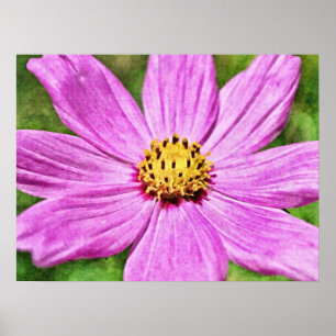 Affiche Pink Purple Cosmos Fleur Art Photographique Imprim