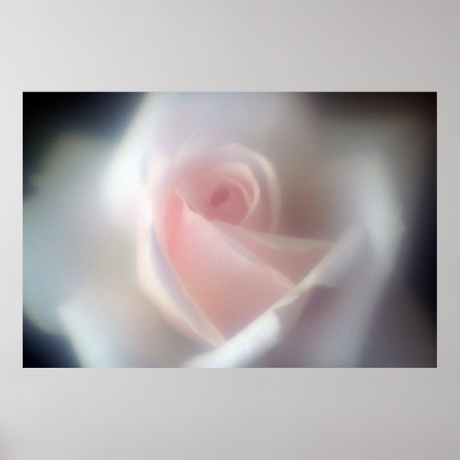 Affiche Pink Rose Large Poster/Print (Devant)