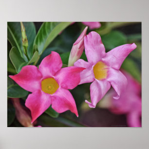 Affiche Pink Tropical Flowers Photographie Art Imprimer