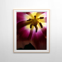 Pink Tulip Encore la vie Photographie