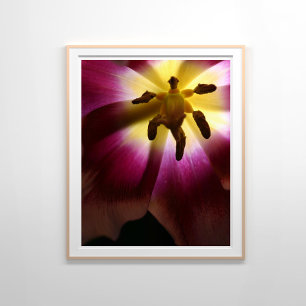 Affiche Pink Tulip Encore la vie Photographie