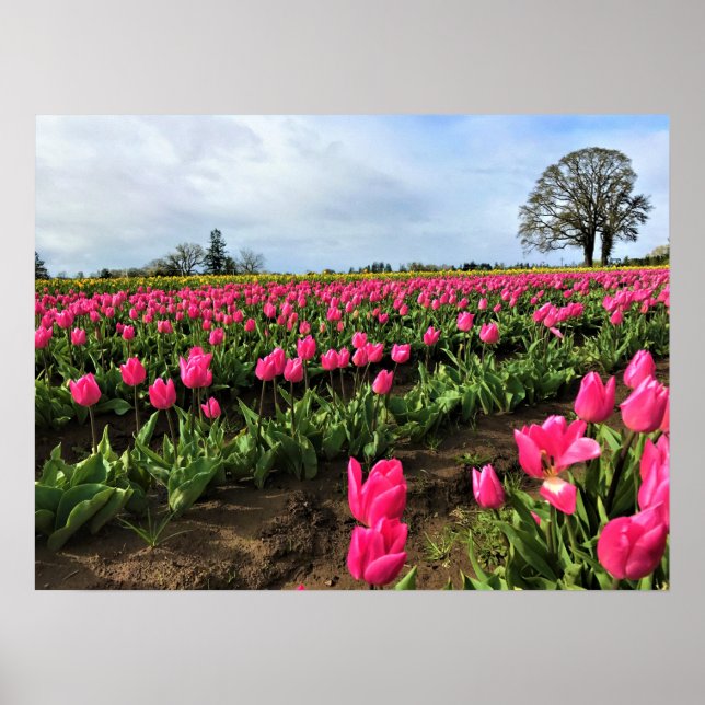 Affiche Pink Tulip Field (Devant)