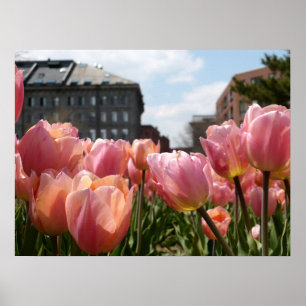 Affiche Pink Tulip North End