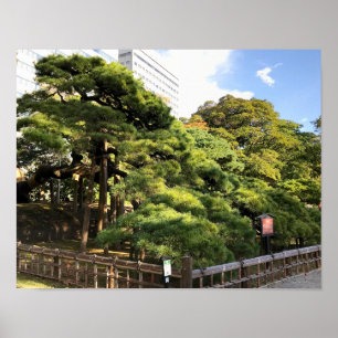 Affiche Pins de 300 ans