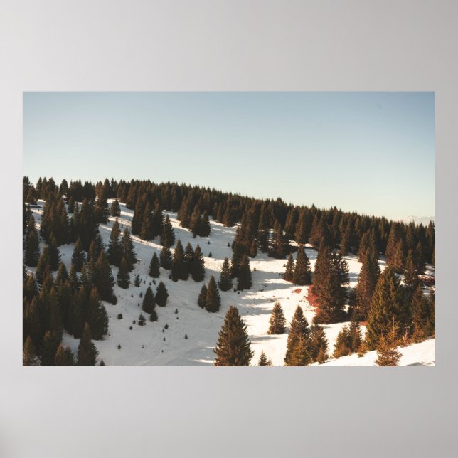 AFFICHE PINS VERTS (Devant)