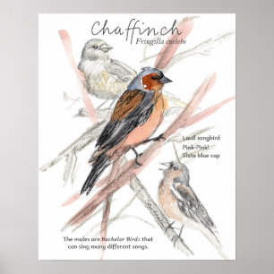 Affiche Pinson des arbres Oiseau chanteur Calotte bleue Br