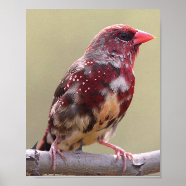 Affiche Pinson Rouge Oiseau de la Nature (Devant)