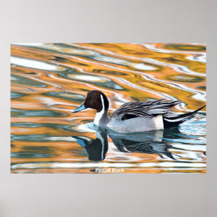 Affiche Pintail Duck
