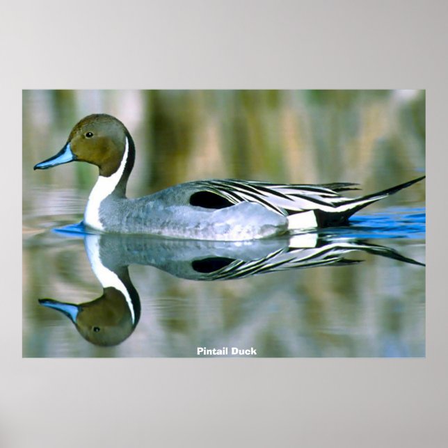 Affiche Pintail Duck (Devant)