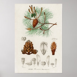 Affiche Pinus maritima