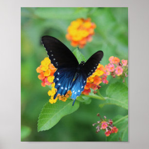 Affiche Pipevine/Blue Swallowtail Butterfly on a Flower