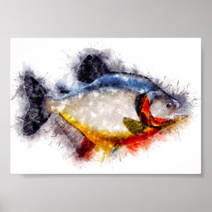 Affiche Piranha à ventre rouge aquarelle monstre art poiss