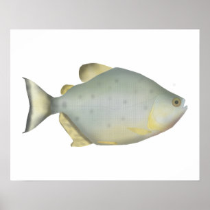Affiche Piranha Rubis Rouge