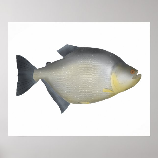 Affiche Piranha tacheté (Devant)