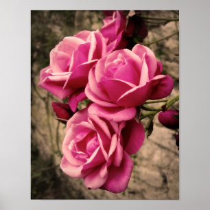 Affiche Pirouette rose Roses