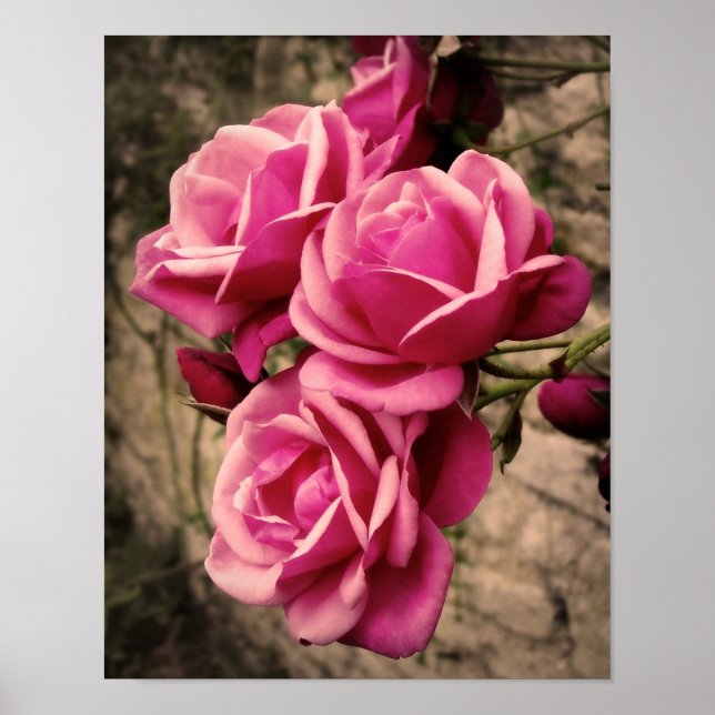 Affiche Pirouette rose Roses (Devant)