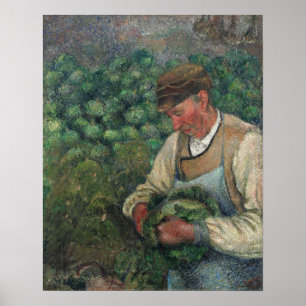 Affiche Pissarro - Le Jardinier Vieil Homme Avec Chou