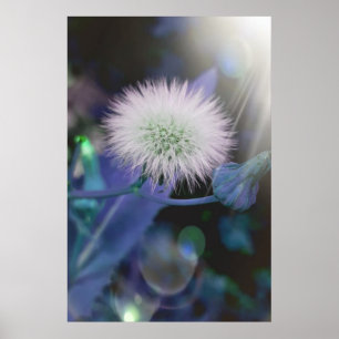 Affiche Pissenlits au soleil , édition bleue