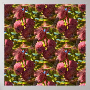 Affiche Pistaches...