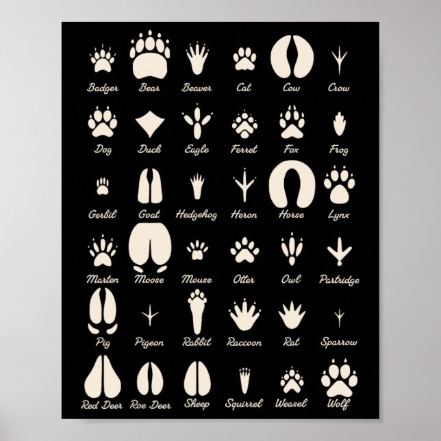 Affiche Piste d'animal S Animaux communs et traces de faun (Devant)