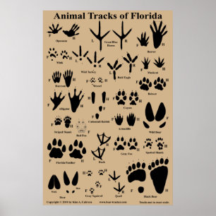 Affiche Pistes animales de Floride
