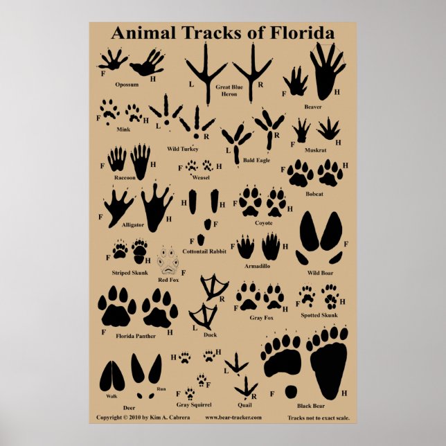Affiche Pistes animales de Floride (Devant)