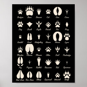 Affiche Pistes d'animaux Animaux communs et pistes de faun