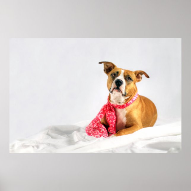 Affiche Pit Bull Puppy Love in Pink XOXO (Devant)
