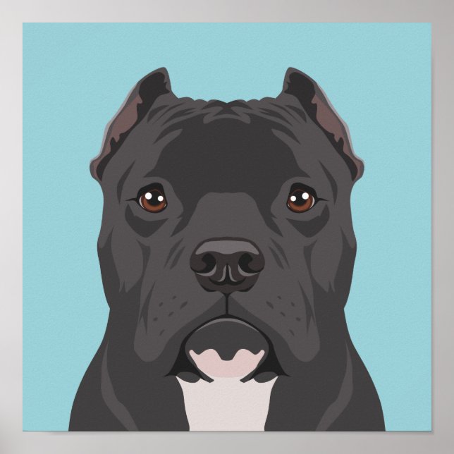 Affiche Pitbull (Devant)