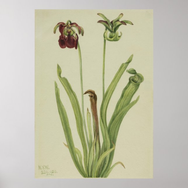 Affiche Pitcherplant doux (Sarracenia rubra) (Devant)