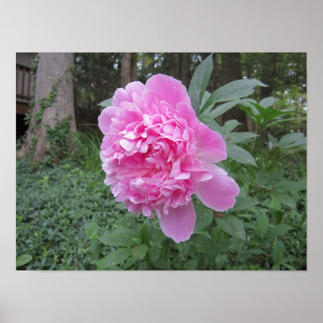 Affiche Pivoine (Devant)