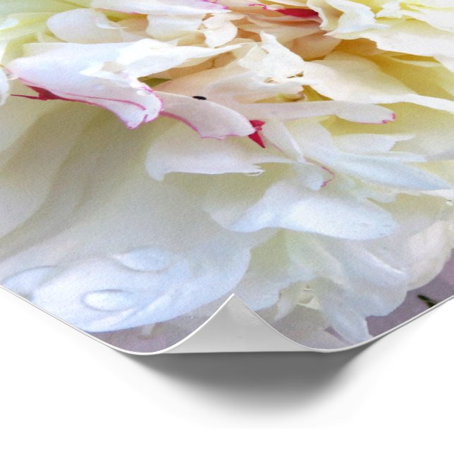 Affiche Pivoine blanche teintée de rose (Coin)