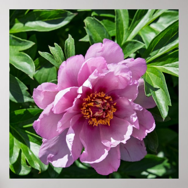 Affiche Pivoine en fleurs (Devant)