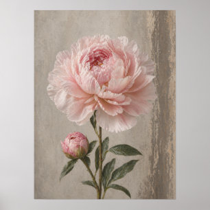 Affiche Pivoine Rose Blush en Fleur avec Bourgeon Botaniqu