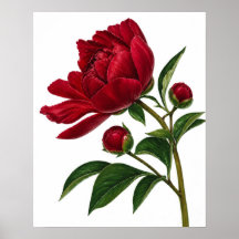 Pivoine rouge avec boutons