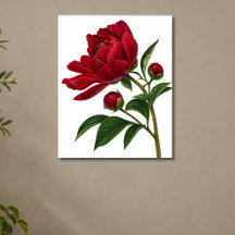 Pivoine rouge avec boutons