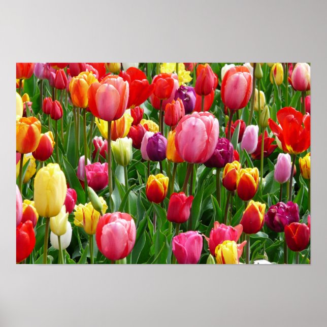 Affiche pixabay.comentulips-tulip-bed-colorful-color-52126 (Devant)