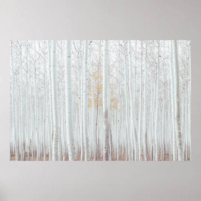 Affiche PixDezines Forêt de bouleau argenté (Devant)
