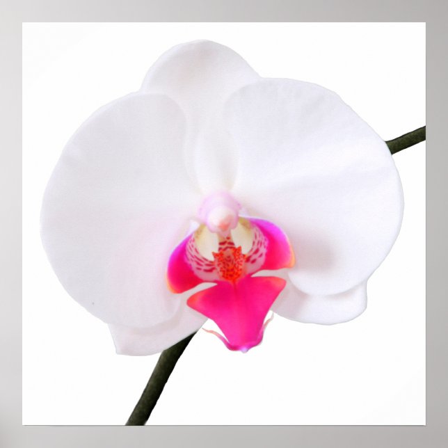 Affiche PixDezines phalaenopsis dorne/orchidée blanche (Devant)