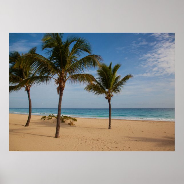 Affiche Plage de Bavaro, République Dominicaine Cocotiers (Devant)